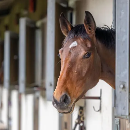 Holiday home Sun Hill Palins *